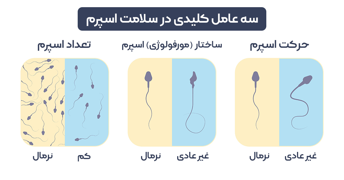 عوامل اصلی سلامت اسپرم، تعداد، حرکت و ساختار