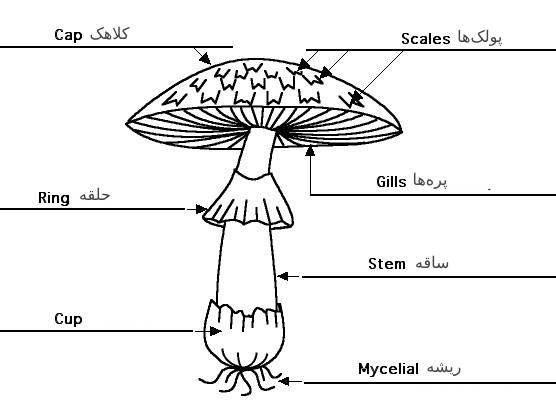 اجزای تشکیل‌دهنده قارچ شیتاکه