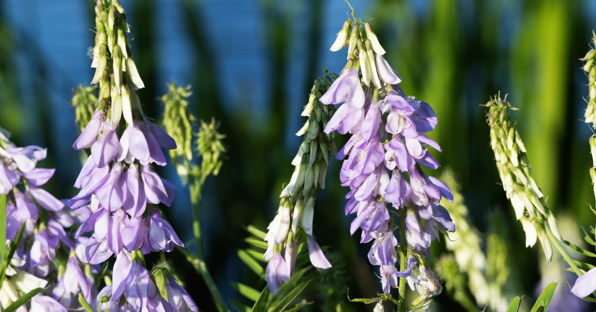 خواص گیاه گالگا برای دیابت و کاهش وزن